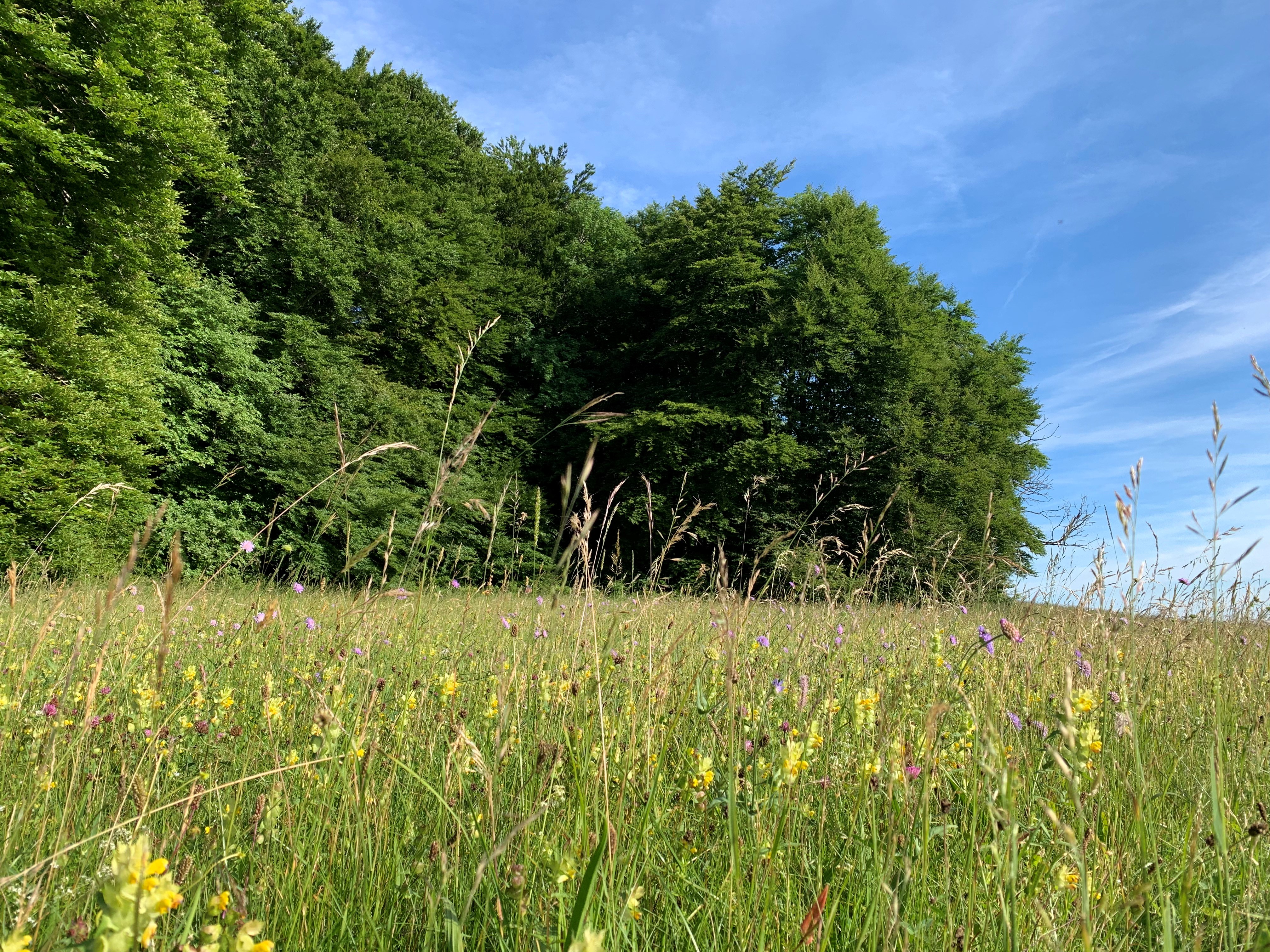Das Bild zeigt eine Wildblumenwiese am Waldrand.