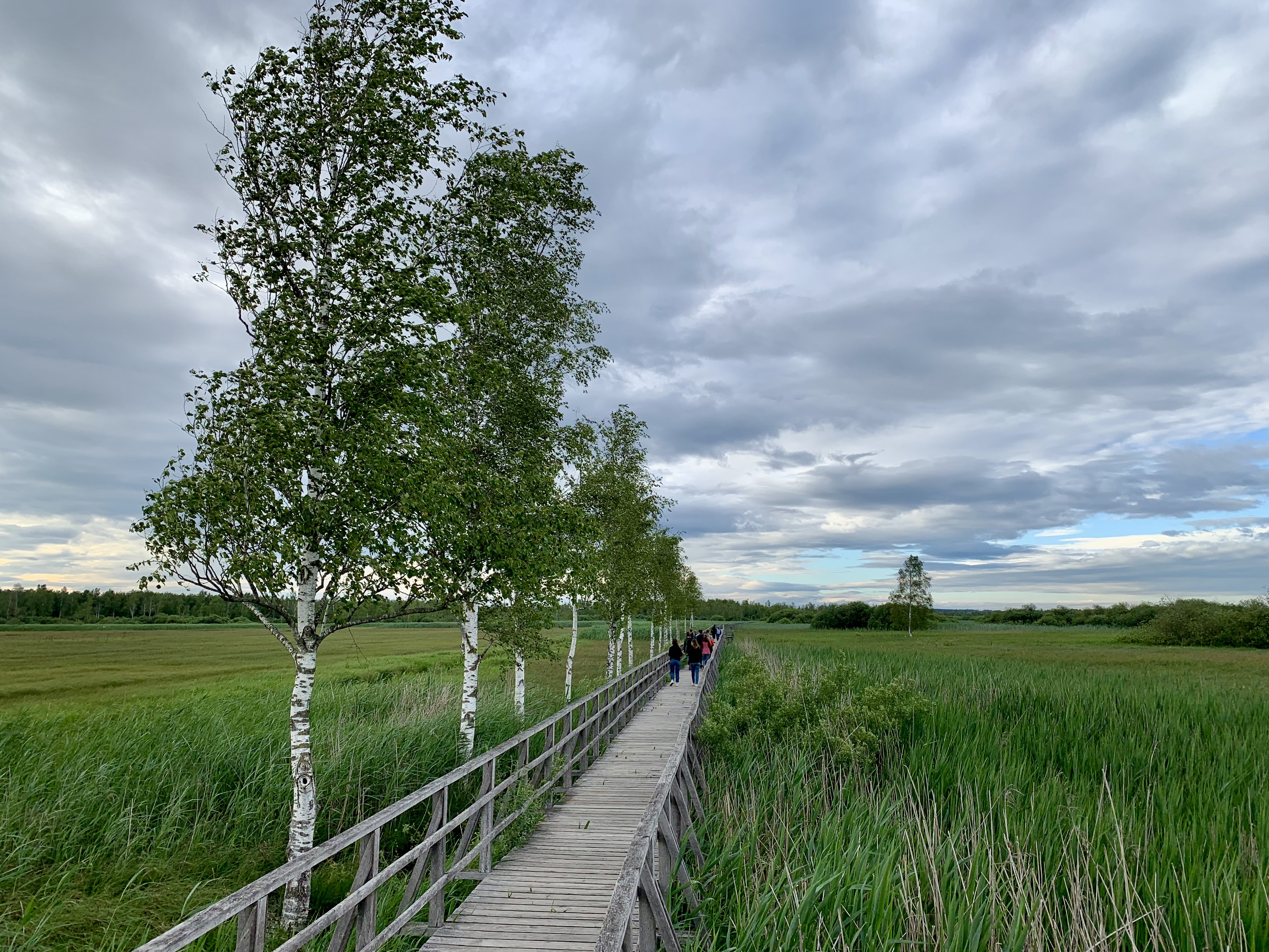 Steg im Moor mit kleinen Birken